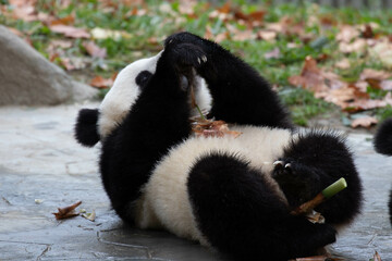 Close up Giant Panda, Shenshuping, Wolong Panda Base