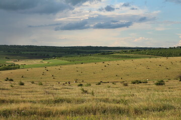 Obraz premium A grassy field with trees in the background