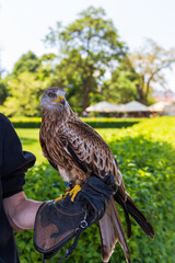 Red Kite - Milvus milvus sits on the hand of a falconer