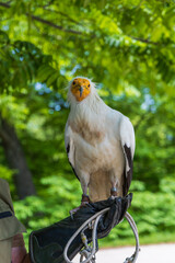 Portrait vulture - Gyps fulvus sitting on the hand of a falconer. Photo with nice bokeh.