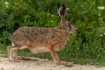 seitliche Nahaufnahme eines Feldhasen (Lepus europaeus) vor grünem Hintergrund