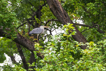 A beautiful Gray Heron sits in the crown of a large tree