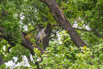 Obraz premium A beautiful Gray Heron sits in the crown of a large tree