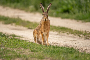 Nahaufnahme eines Feldhasen (Lepus europaeus), sitzt auf Feldweg und blickt direkt auf Fotografen