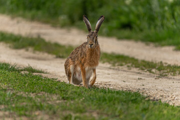 Nahaufnahme eines Feldhasen (Lepus europaeus), sitzt auf Feldweg und blickt seitlich auf Fotografen, hebt ein Bein