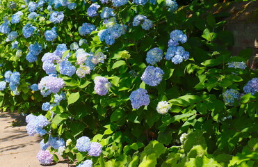 Hydrangea Bushes Proliferating Blue Blossoms onto Sidewalk