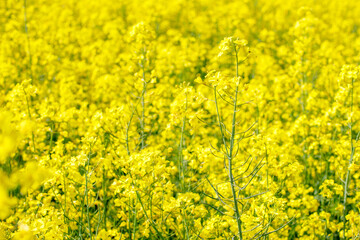 rape closeup yellow bright flowers