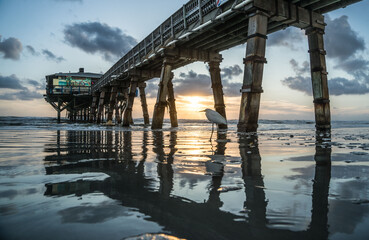 Wildlife at Sunglow Pier in Dayton, Florida with sunrise