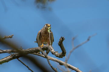 Turmfalke (Falco tinnunculus) hat gefangene Smaragdeidechse im Schnabel, Aufnahme von vorne, sitzt auf einem Ast