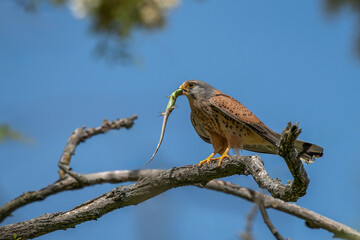 Turmfalke (Falco tinnunculus) sitzt auf einem Ast, gefangene Smaragdeidechse (Lacerta bilineata) hängt aus seinem Schnabel, seitliche Aufnahme