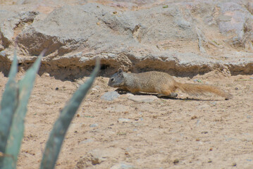 Rock squirrel walking very close to the ground.