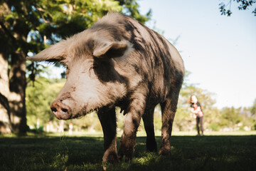 Fototapeta premium Cerdo amistoso en la granja