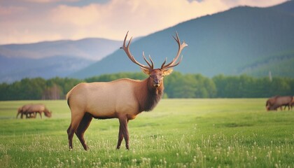 the elk cervus canadensis on a meadow the elk known as wapiti doe on the pasture