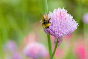 a carder bee in search of nectar on a pink flower of the common chives