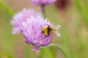 a carder bee in search of nectar on a pink flower of the common chives