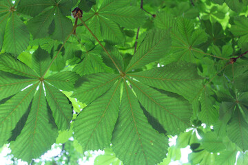 green leaves background