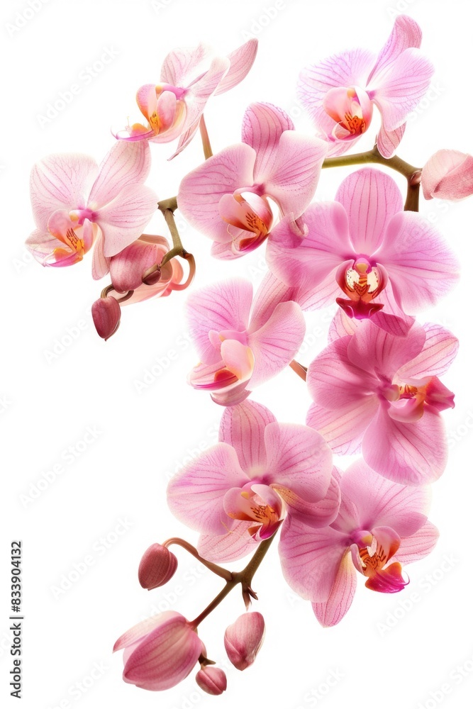 Poster A single pink flower sits on a clean white background, making it ideal for use in designs and compositions that require a pop of color