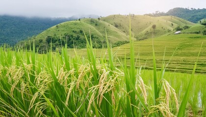 close up rice paddy jasmine rice farm plantation