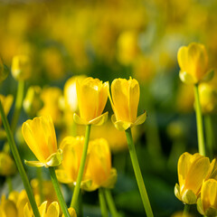 Obraz premium Yellow flowers with macro lens