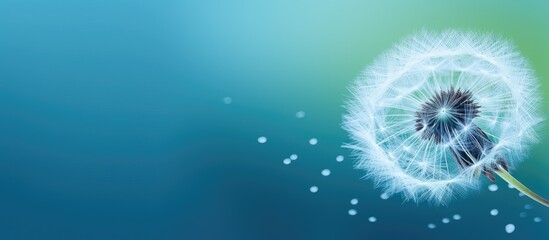 Obraz premium Enlarged image of a dandelion seed with water droplets on blue-green background, providing ample copy space for text or graphics.