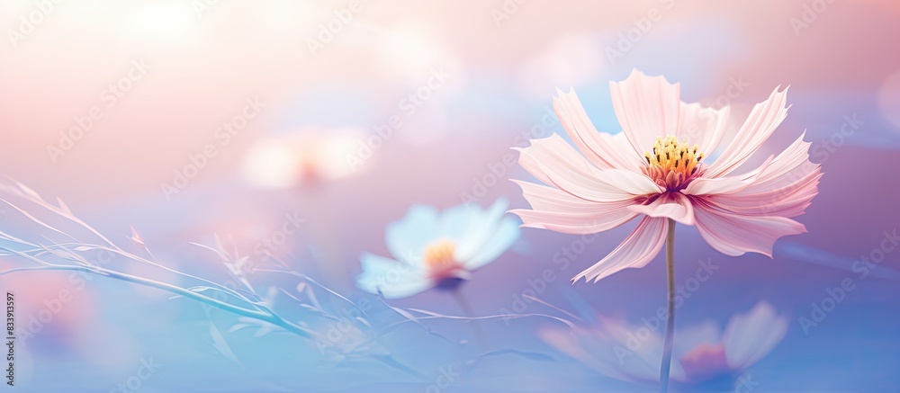 Wall mural soft style sweet colored flower for a background with copy space image.