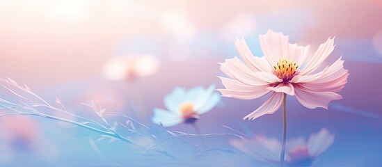 Soft style sweet colored flower for a background with copy space image.