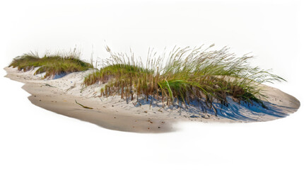 Sea Oats on the beach