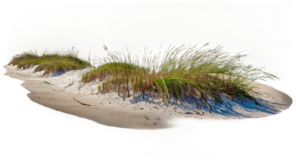 Sea Oats on the beach