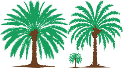 date palm Silhouette on White Background 