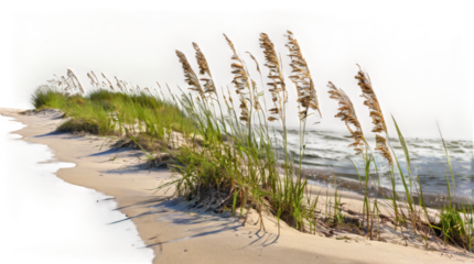 Sea Oats on the beach