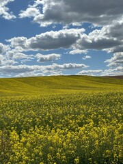 rapeseed field