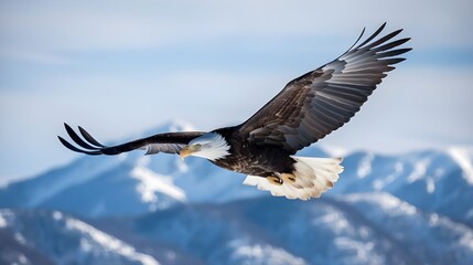 Bald Eagle Gliding Above Snowy Peaks