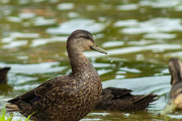 duck on the lake