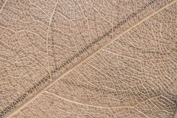 macro photography, natural plant background in the form of a skeletonized leaf of light beige color, close up