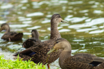 many ducks on the lake