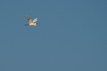 Egretta garzetta - little egret - white bird flying on perfect clean blue sky. Concept of a nature template background inspiring freedom