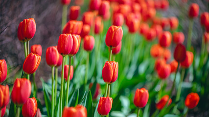 lots of beautiful red tulips, spring natural background