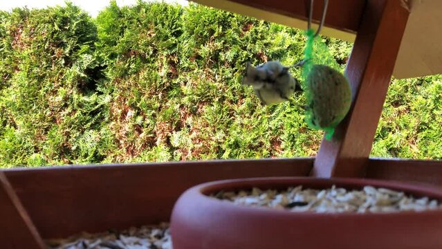 Eine Meise im Futterhaus.