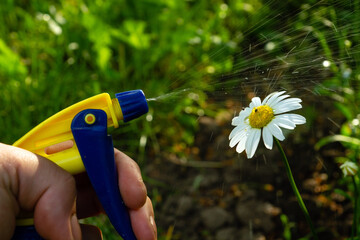 A gardener hand using a sprayer treats a chamomile flower from insects and pests for beautiful...