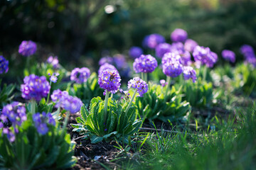 purple flowers Primrose finely, Primula Acaulis Lilac toothed in spring