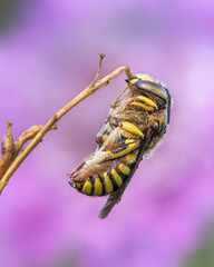 bee sleeping holding its mouth
