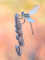 dragonfly warming itself on a plant under the sun or Rome