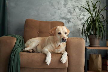 Contemplative dog on a couch, home atmosphere. A pensive yellow Labrador rests on a beige sofa,...