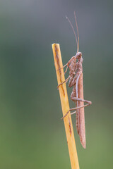 
Praying mantis awaits its hold on a plant