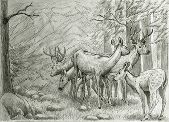 deer in the forest