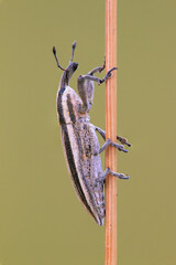 
beauty of nature in all its colors, insect on the plant