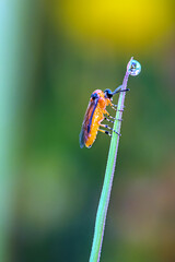 
beauty of nature in all its colors, insect on the plant