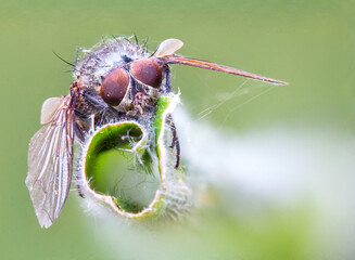 the cruelty of nature, fly, dead