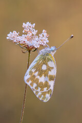 magnificent nature butterfly rests