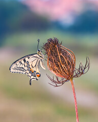 magnificent nature butterfly rests